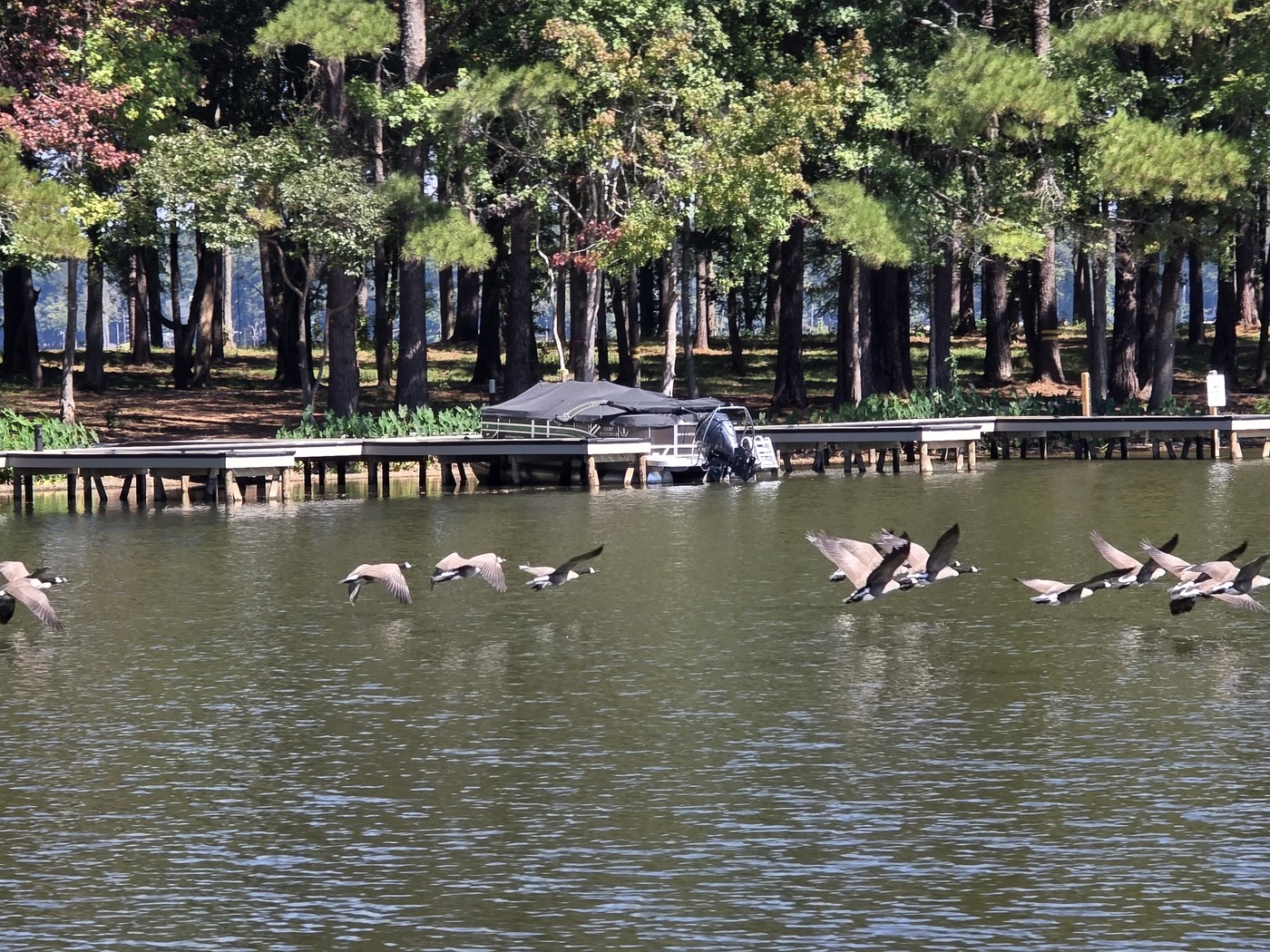 The wooded shoreline and existing dock at Camp Buckhead on Lake Oconee in Morgan County, Georgia