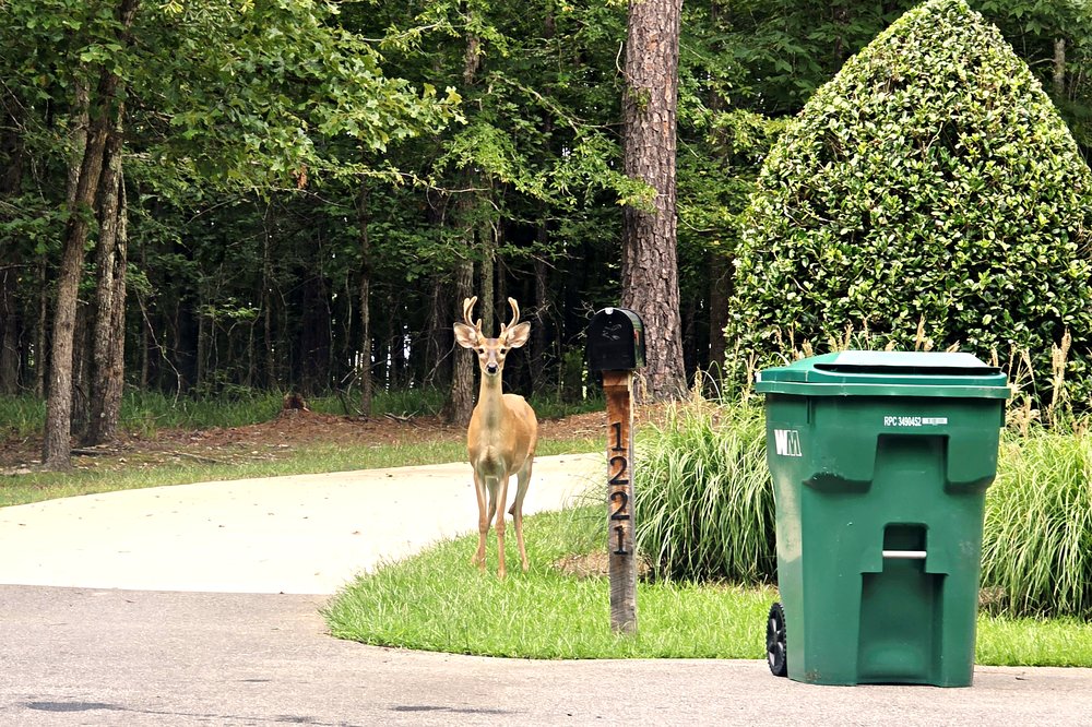 A whitetail buck standing along a wooded road in the Eagle's Landing neighborhood at Lake Oconee
