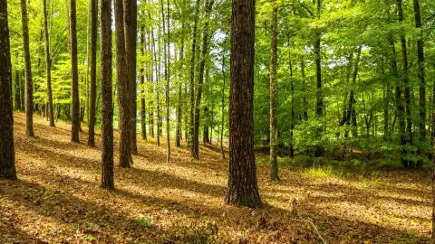 Photo 4 of 1031 Anchor Bay Point Lot 7, Reynolds Lake Oconee